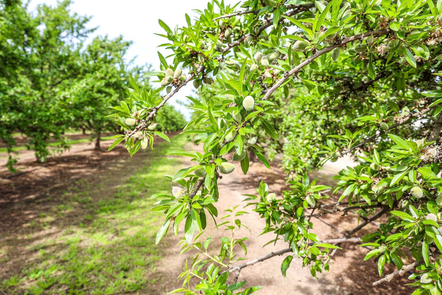 0 0 Road 29, Madera, CA 93637