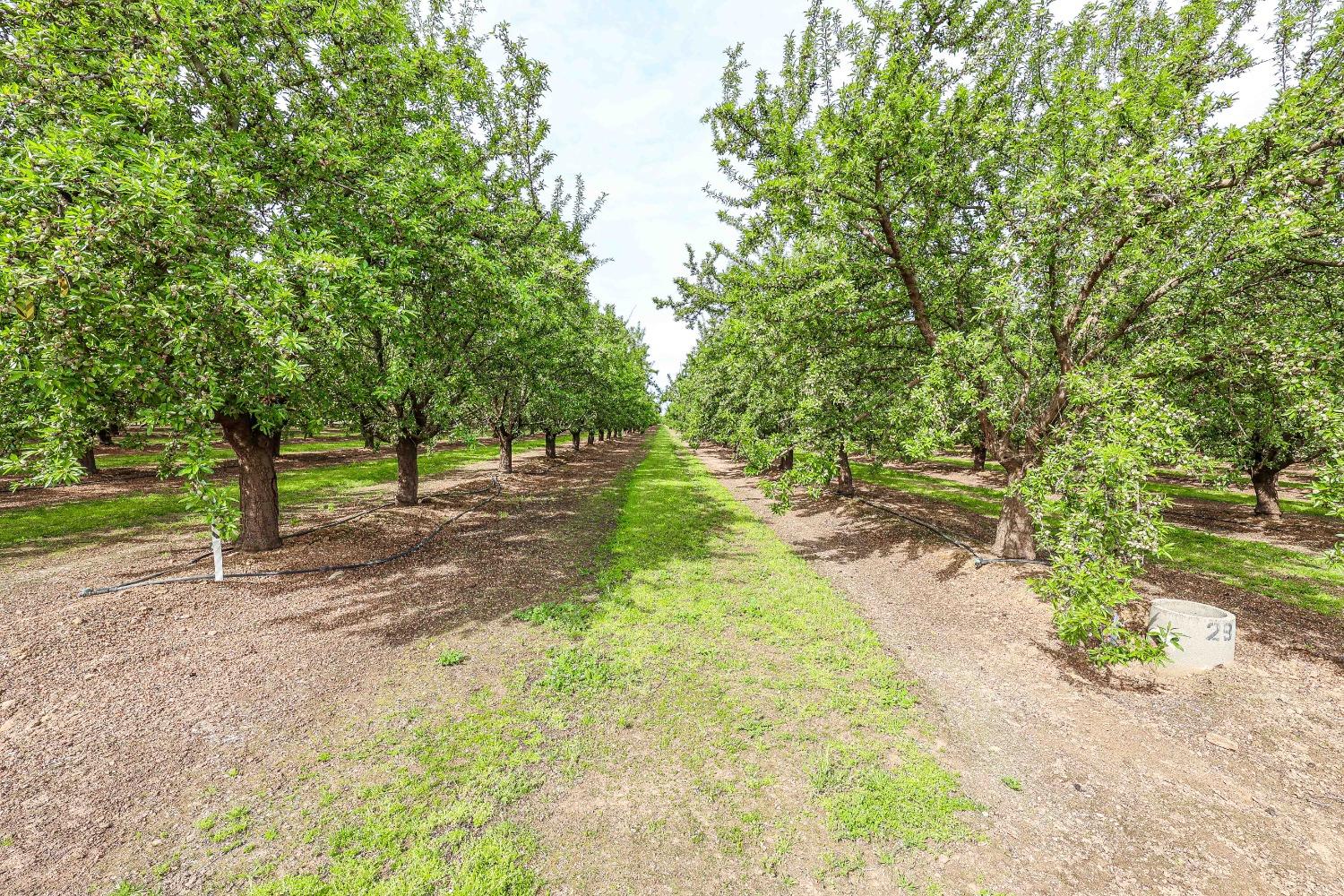 0 0 Road 29, Madera, CA 93637