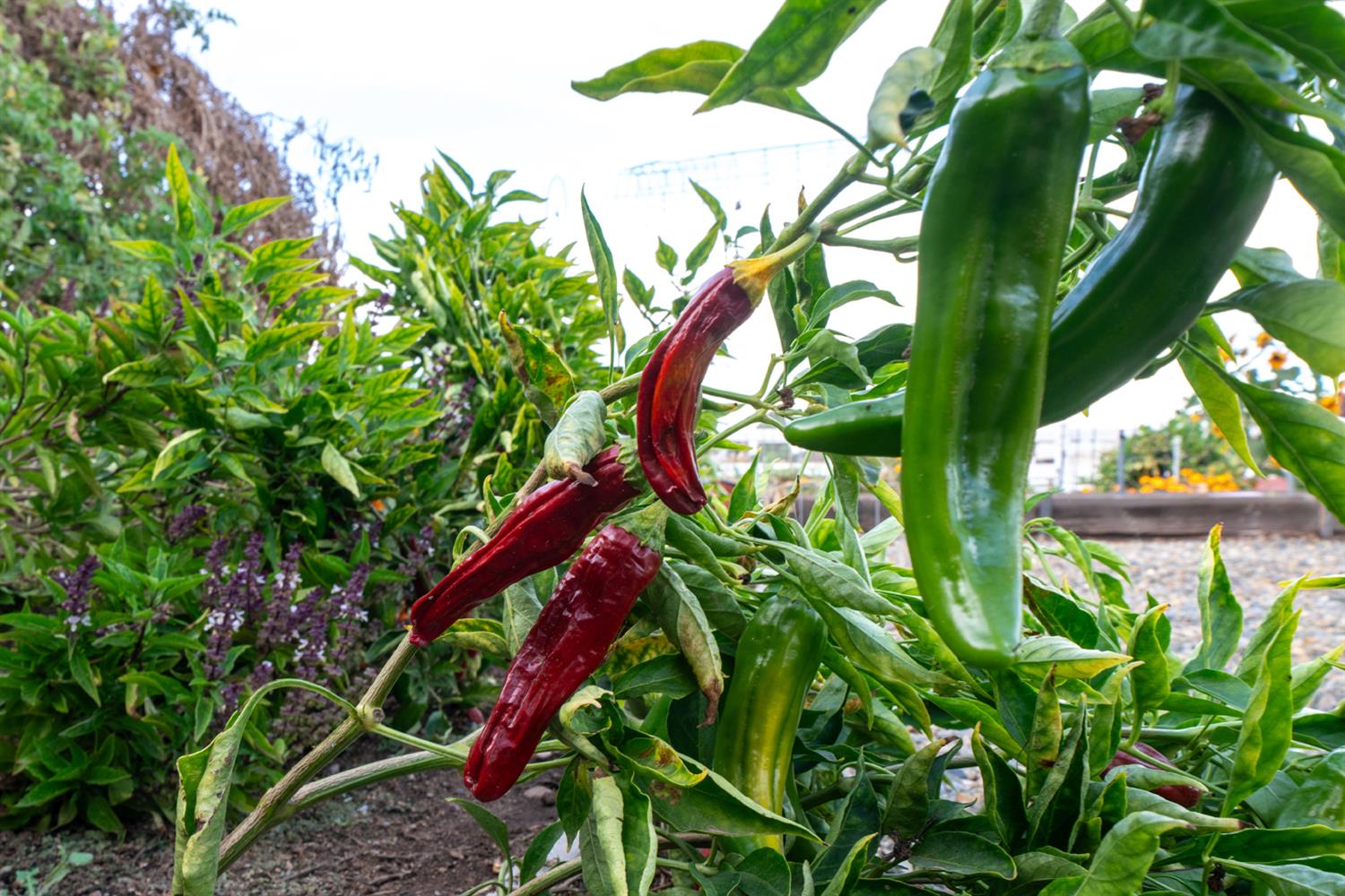 37143 Avenue 16, Madera, CA 93636